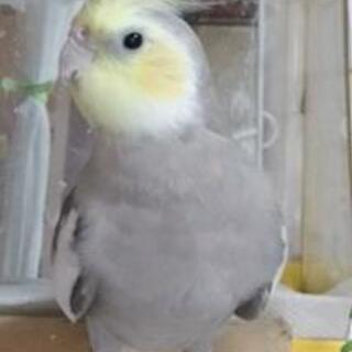 オカメインコを探しています（しろ君）