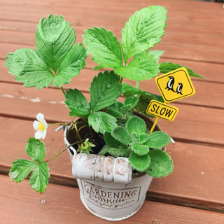 【お譲り先決定しました】♡ハーブの寄せ植え♡ 植物苗 ミント ハーブ