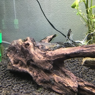 熱帯魚　オトシンクルス3匹　エビ2匹の画像