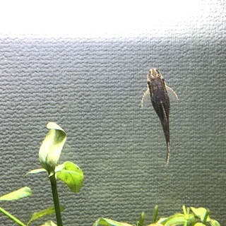 熱帯魚　オトシンクルス3匹　エビ2匹の画像