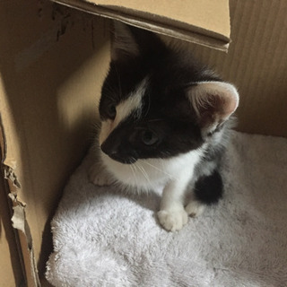 ネコ 里親探し中