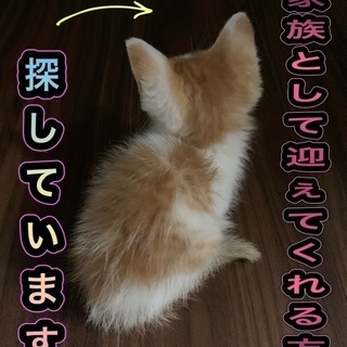 家族として迎えてくれる方募集してます♪