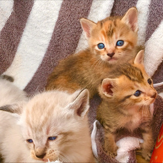 生後1ヶ月4匹の子猫です。