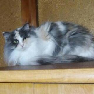 美人の長毛の三毛猫ちゃん 「のんちゃん」4歳の女の子です