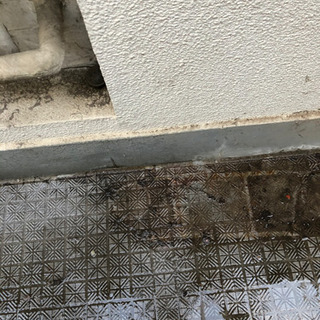 新築ハウスクリーニングから定期清掃の画像