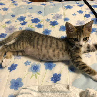 【追記  トライアルに入りました】生後2ヶ月の男の子 - 猫