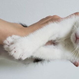 飼い主募集