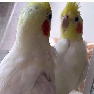 オカメインコが行方不明になりました