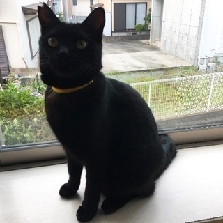 迷い猫探してます