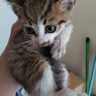 ❣️可愛いメス猫ちゃん❣️