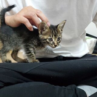 里親募集！愛媛県松山市にて子猫保護してます！の画像
