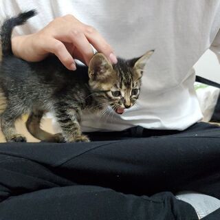里親募集！愛媛県松山市にて子猫保護してます！ - 伊予郡