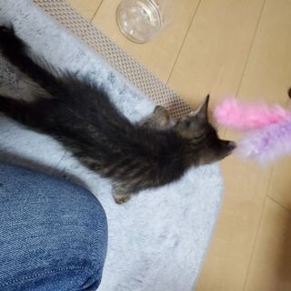 里親募集！愛媛県松山市にて子猫保護してます！ - 猫