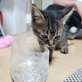 里親募集！愛媛県松山市にて子猫保護してます！ - 里親募集