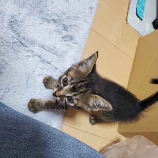 里親募集！愛媛県松山市にて子猫保護してます！ − 愛媛県