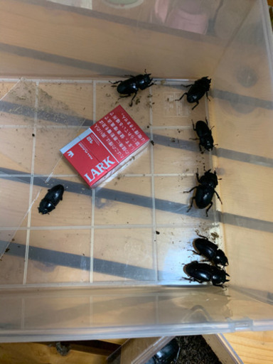 オオクワガタセット　　速ブリ可能‼️