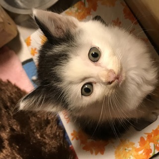 子猫を保護しました。（生後1か月未満と思われます）