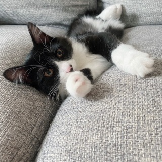 7ヶ月の♂猫