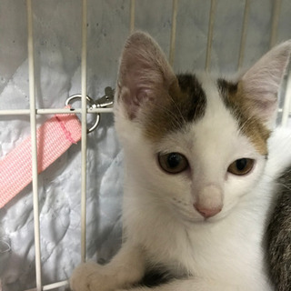 保護猫にご理解のある方