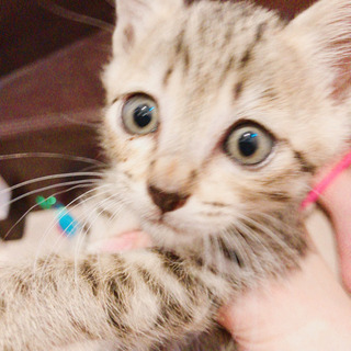 キジトラ　子猫　男の子　1ヶ月半