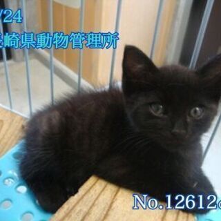 譲渡されました、ありがとうございます🌸 - 大村市