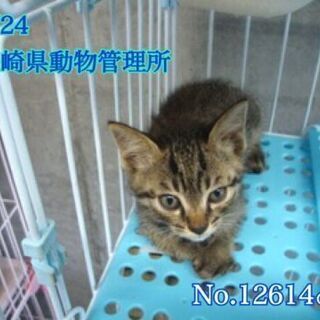 譲渡されました、ありがとうございます🌸 - 猫