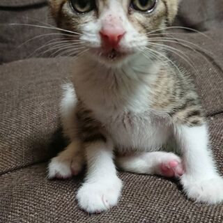 新しい家族募集
