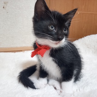 かわいい白猫♂と黒猫♀の兄妹（生後５０日程度）の里親を募集します - 町田市