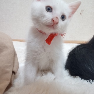 かわいい白猫♂と黒猫♀の兄妹（生後５０日程度）の里親を募集します - 猫