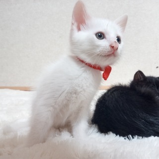 かわいい白猫♂と黒猫♀の兄妹（生後５０日程度）の里親を募集します − 東京都