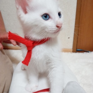 かわいいブルーアイの白い子猫♂（生後５０日）の里親募集をさせてい...