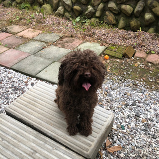 一旦、募集を中止したにも掛からず度重なる応募や問合せがすごい為困っております。 - 里親募集
