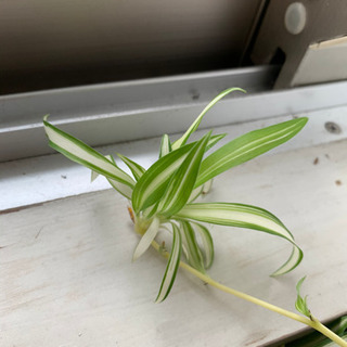 折鶴蘭（オリヅルラン） 観葉植物 あげます