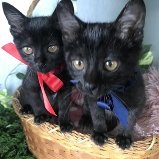 クールな黒猫くん🐈