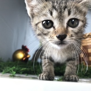 キュートな瞳のキジ猫ちゃん