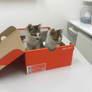 飼ってください！！