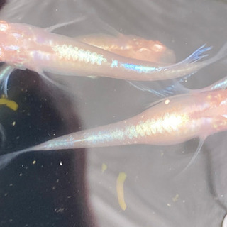 龍の瞳　若魚　限定1セット５匹　現物販売　取引中