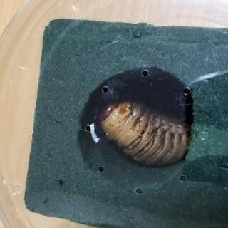 カブトムシの画像