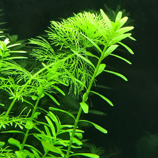 取り引き中 トリミングした水草 
