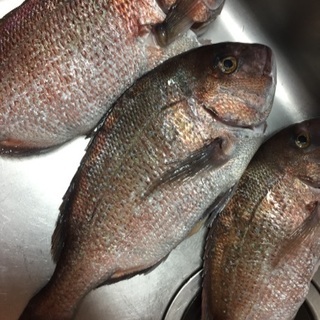 釣り仲間募集🎣 - 名古屋市