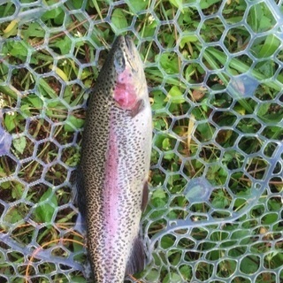 釣り仲間募集🎣 - 友達