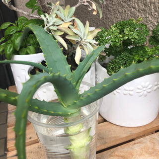 ※ 0円おまけ 🌱 無農薬アロエ ①の画像