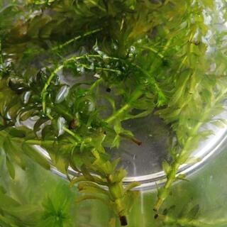 メダカの卵 ＋ サカマキガイ ＋ 稚魚数匹の画像