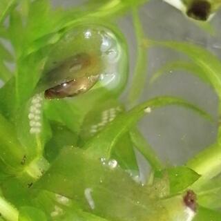 メダカの卵 ＋ サカマキガイ ＋ 稚魚数匹の画像