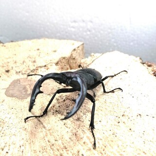 水牛型ノコギリクワガタ ♂のみ　（郡家町周辺で手渡し限定）