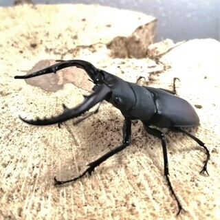 水牛型ノコギリクワガタ ♂のみ　（郡家町周辺で手渡し限定）の画像