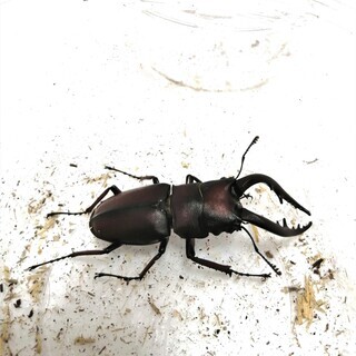 水牛型ノコギリクワガタ ♂のみ　（郡家町周辺で手渡し限定）の画像