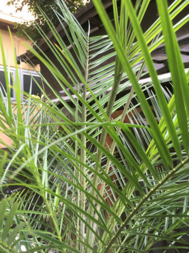 観葉植物　ロベ