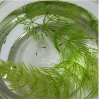 メダカの卵 ＋ サカマキガイ ＋ 稚魚数匹の画像