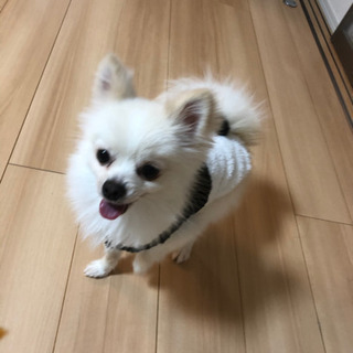 1歳7ヶ月 ポメチー オス - 北名古屋市